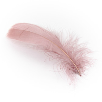 Goose feathers are dark powder